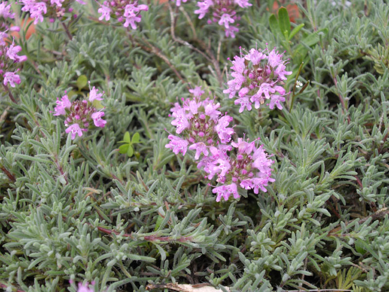 Thymus leucotrichus ssp neiceffii 3